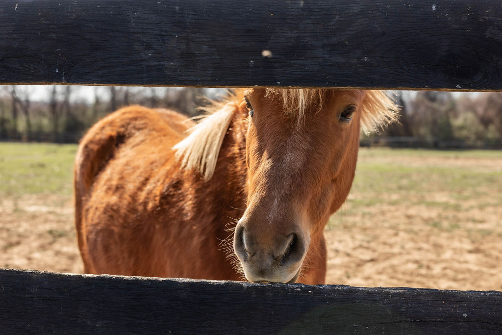 Friendly pony peering through paddock fence