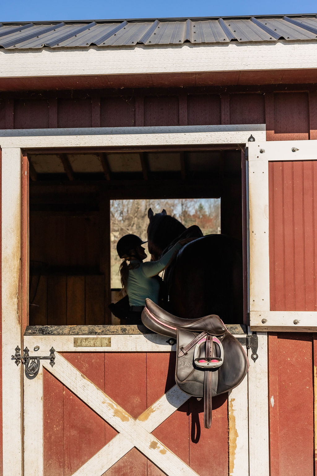 Horse in paddock at Serene Acres on a sunny day